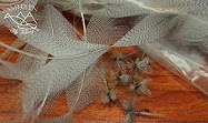 Preparation of wally wings SMHAEN  Preperation Of Wally Wing